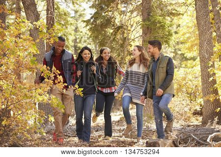 Five friends enjoying a hike in a forest, California, USA