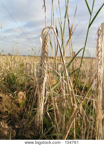 Fields