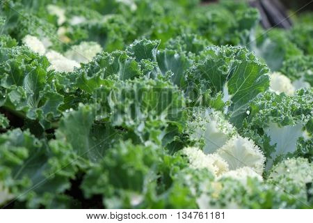 leafs of fresh green salad. closeup,Green vegetable
