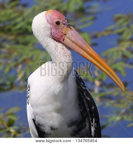 breeding Painted Stork, swamp near Songkhla, Thailand