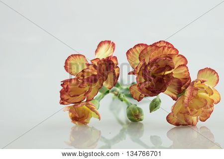 three orange yellow carnation flower carnation flower on isolate background text word