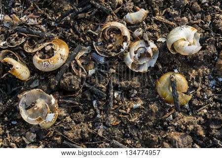 crack snail shell with timber on soil
