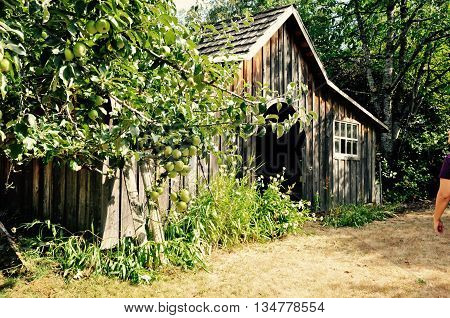 old barn overgrown with wicked weeds and vines suffering in the sun.