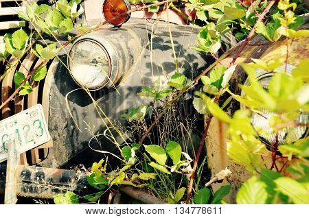 Old dirty lonely truck headlight covered with vines.