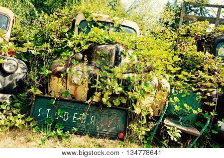 Beat up old trucks in a pile of vines rusting.