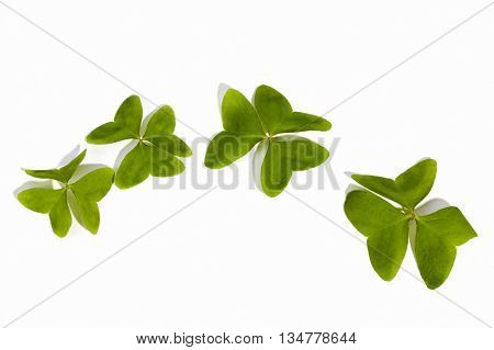 Four Natural  Bright Green Clovers On White