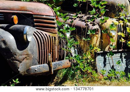 Old trucks rusting in a field covered with vines