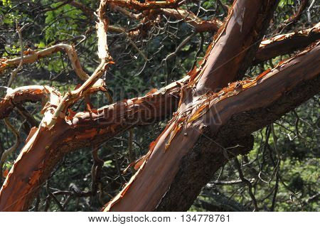 A weird looking old tree in Seattle Washington.