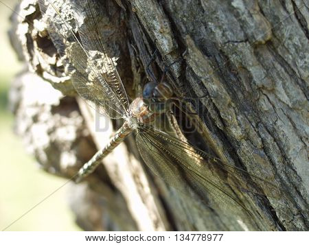 Dragonfly on a tree in the sun.