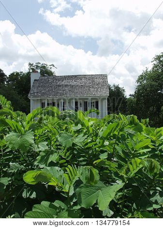 An old house in a field behind plants