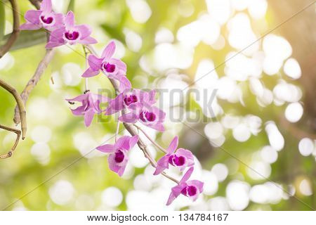 Wildflower Orchid,orchids Scientific Name Is Dendrobium Parishii Rchb.f.,orchid's Family Is Orchidac