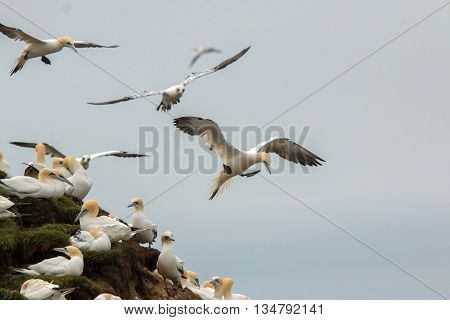 Northern gannet (Morus bassanus) Troup Head Scotland