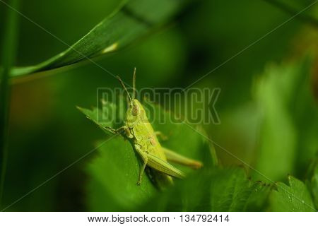 The green grasshopper sits on a grass. The little grasshopper. Selected focus. Grasshopper in a garden.
