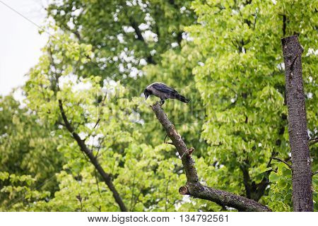 Crow rook raven sitting on a tree