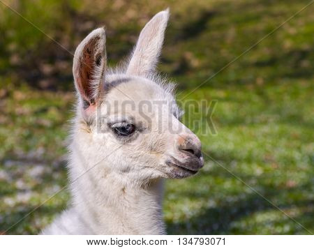 White llama (Lama glama) cria close portrait
