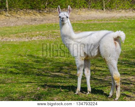 White Llama Cria
