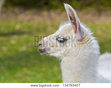 White llama (Lama glama) cria close portrait