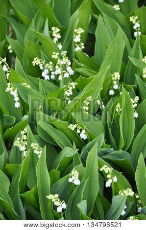 Lily Perennial plant of the lily family. Leaves vaginal elliptical or oval. Flower arrow ends sided tassel hanging on stalks which are inclined downwards white flowers resembling bells. The flowers are very fragrant. Fruit - juicy red berry with three see