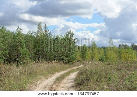 Country road in the forest in early spring