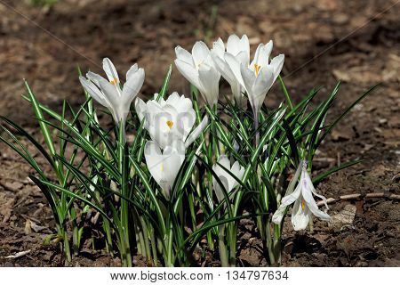 White flowers of crocus in early May.