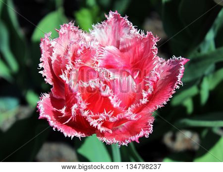 red tulips with double edges on the petals in spring Gatchina Park