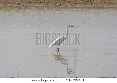 Great Egret in Remote Waterhole in Kanha National Park in India