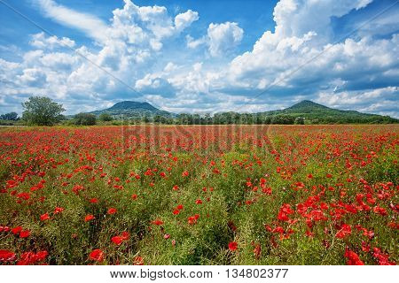 Poppy field with volcanic hills in the backgrounds in the Kali Basin Hungary