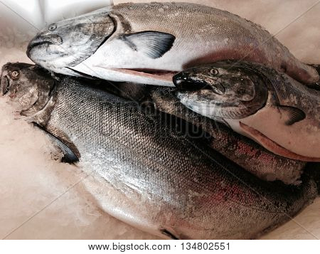 Fresh salmon cleaned and on ice just waiting on you.