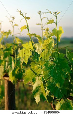 Sangiovese vines  in Tuscany, Italy, sunrise shot