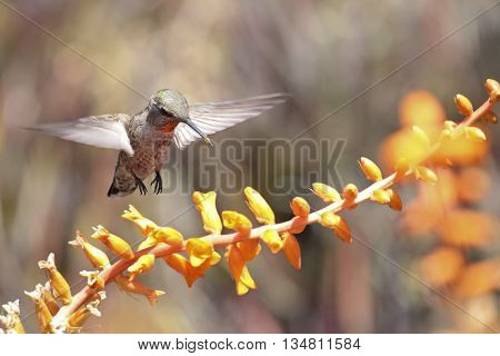Hummingbird hovering over Dyckia fosteriana blossoms with pollen on the end of its bill. Hummingbirds love this plant because insects pollinating the flower can not escape the hummingbird's probing tongue.