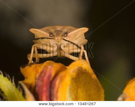 True bug Carpocoris fuscispinus frontal view