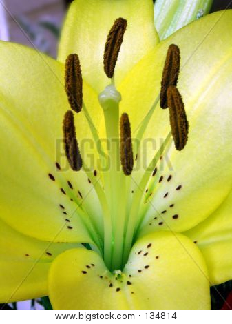 Lillium jaune