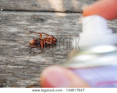 Close up cockroach dead on wood table by spray