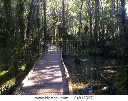 Boardwalk through Ancient  swamp forest on New Zealand West Coast 1
