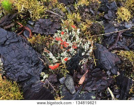 Green and red lichens against dark background