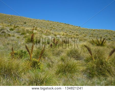 New Zealand native Mountain grasses in summer