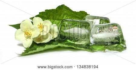 jasmine branch frozen ice cubes isolated on white background. Feminine beauty and cosmetics concept