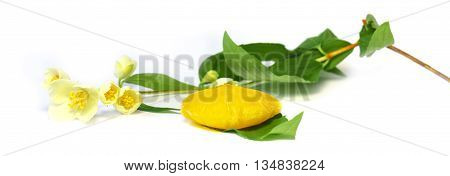 frozen fruit lemon juice frozen ice cubes isolated on white background. Feminine beauty and cosmetics concept Jasmine branch