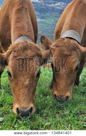 two tarine cows grazing grass in mountain pasture