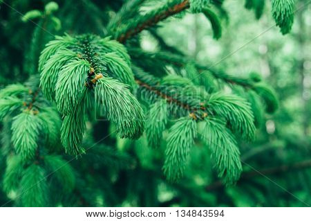 Coniferous trees growing in the Carpathian Ukraine