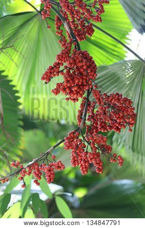 Balan fruit on tree of tropical palm in the public park at Thailand.