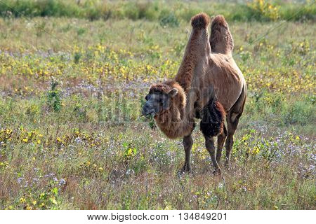 Beautiful  bactrian camel or Camelus bactrianus is grazing in steppe