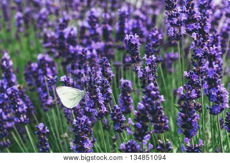 Small Cabbage White butterfly feeding on lavender flowers