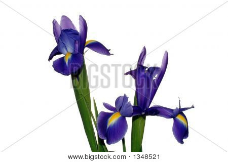 Ressort bleu fleur
