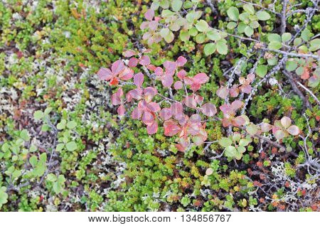 Russia Eastern Yakutia. Vegetable background. The dwarf birch tundra.