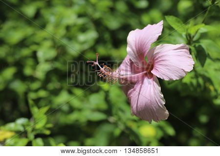Blur Red Hibiscus Flower/Red Hibiscus Flower butifull