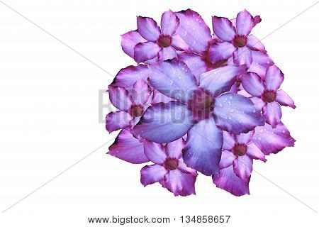 pink flower butifull isolated on white background