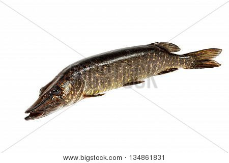 Karelian huge pike on a white background