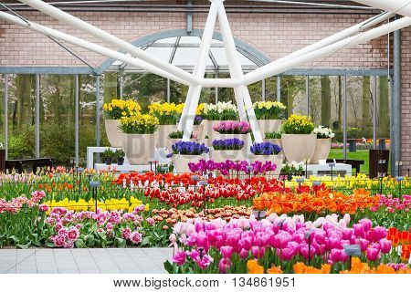 Lisse, Netherlands - April 4, 2016: Colorful tulips flower blossom in pavillion of dutch spring garden Keukenhof, Lisse, Netherlands