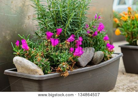 outdoor pot with flowers